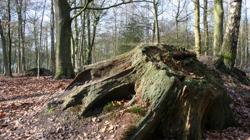 Austrocknung, Baumsterben, Burgwald, Klimaschutz, NAherholungsgebiet, Wasserhaushalt