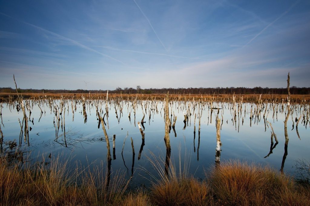 Naturschutz, Dümmer, Dümmerniederung, Vogelschutzgebiet, Vogelschutz, Feuchtbiotop, Feuchtwiesen,
Landschaftsschutz, 